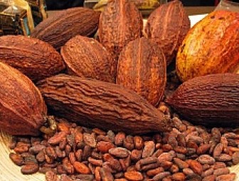 К 2050 году люди могут остаться без какао-бобов