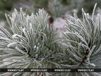 До 8 градусов мороза ожидается в Беларуси 12 января