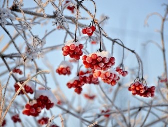 До 18 градусов мороза ожидается в Беларуси 6 февраля