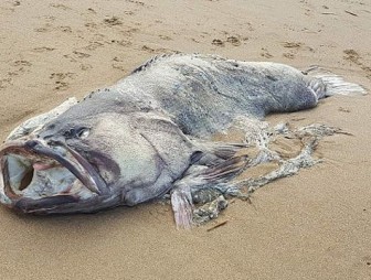На австралийский пляж выбросило рыбу-монстра весом 150 кг