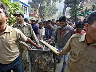 В Индии леопард забрел в город и напал на людей