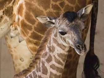 В зоопарке Санта-Барбары родилась девочка-жираф