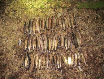 В Гродно возбуждены уголовные дела по фактам незаконной добычи рыбы в период нереста