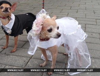 Собаки в свадебных и праздничных костюмах прошлись по Гродно