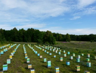 В Мостовском районе злоумышленник похитил пчел