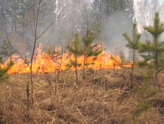 В МЧС рассказали об алгоритме действий при обнаружении лесного пожара