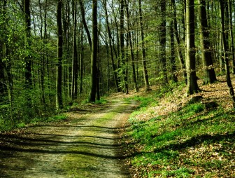 Во всех районах Гродненской области действует запрет на посещение лесов