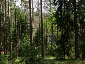 В семи районах области отменен запрет на посещение лесов