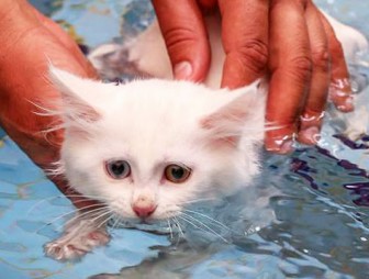 В Турции открыли бассейн для кошек