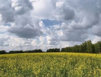 До 28 градусов тепла ожидается по юго-западу Беларуси 5 июля