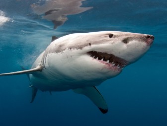 Из-за нападения акул на детей в штате Нью-Йорк закрыли два пляжа