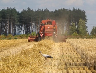 Треть посевов зерновых и зернобобовых культур убрана на Гродненщине
