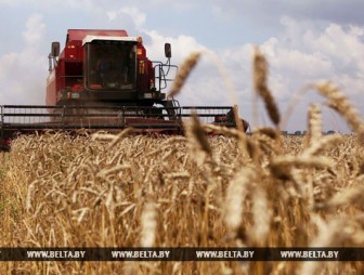 Белорусские аграрии намолотили более 2 млн т зерна