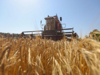 Белорусские аграрии намолотили более 4 миллионов тонн зерна