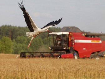 Аграрии Гродненщины преодолели рубеж в 800 000 тонн по намолоту зерна
