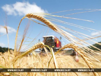 В Беларуси осталось убрать 9% площадей зерновых