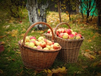 Осень – это тот период, от которого напрямую зависит качество и количество урожая на следующий год.