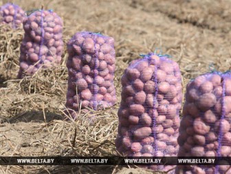 В Беларуси убрано более 80% площадей картофеля