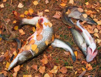 Берегите рыбу осенью