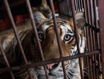В Португалии запретили показывать в цирках диких животных