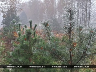 Оранжевый уровень опасности из-за тумана объявлен в Беларуси 10 ноября