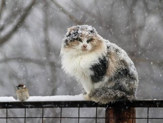 Мокрый снег ожидается в Беларуси на этой неделе
