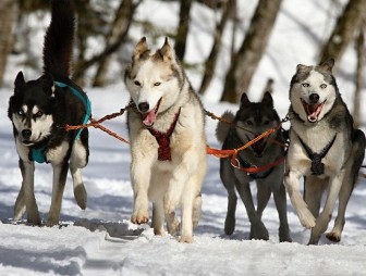 В Дании собачьи упряжки признали официальным видом транспорта