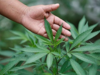 В Слониме задержали четверых знакомых, которые выращивали и употребляли марихуану