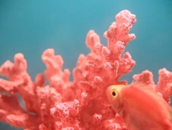 Главным цветом 2019 года назван оттенок коралловых рифов
