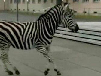 Немецкая полиция несколько часов ловила сбежавших из цирка зебр