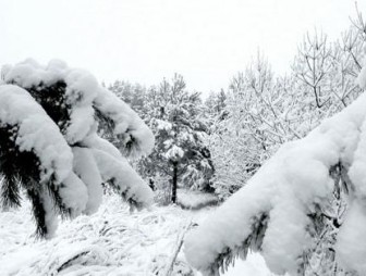 Сильный мокрый снег прогнозируется ночью 24 декабря по югу Беларуси