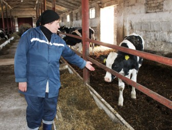 Животноводы Мостовщины наращивают производство молока