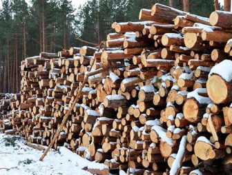 Как гражданам правильно заготовить дрова?