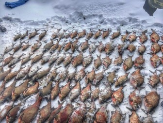 Браконьеры со 134 килограммами пойманной рыбы задержаны в Гродно