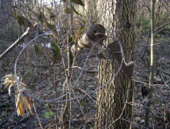В Мостовском районе браконьер поймал беременную косулю. Зверь запутался в металлической петле