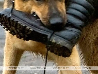 За нападение собак на людей в Гродненской области за год составлено более 60 протоколов
