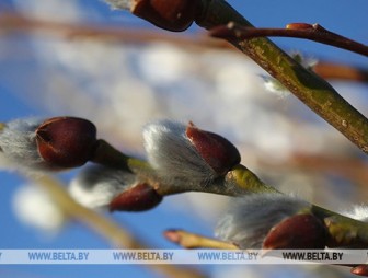 Похолодание в Беларуси будет недолгим: в воскресенье потеплеет