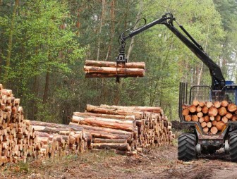 Изменения в Лесном кодексе: станет проще заготавливать дрова, а ремесленникам – лещину