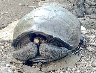 На Галапагосах нашли черепаху, которая 100 лет считалась вымершей