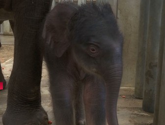 В бельгийском зоопарке родился слоненок: его имя выберут в соцсетях