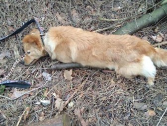 В Гродно найдена мертвая собака с ошейником. Милиция разберется в ситуации