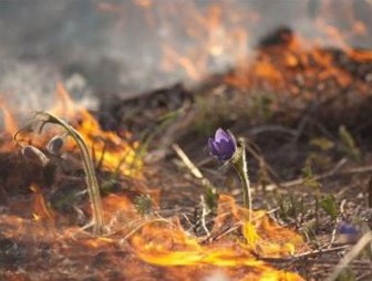 О недопущении пожаров и выжигания сухой растительности!