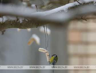 Неустойчивая погода с дождем и снегом и до -9°С ожидается в Беларуси на этой неделе