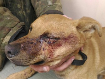 В Гродно мужчина убил собаку соседа после того, как она его покусала