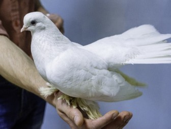 Почтового голубя продали за рекордные 1,25 миллиона евро