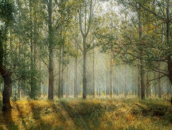 Неделя леса пройдет в Беларуси 13-20 апреля