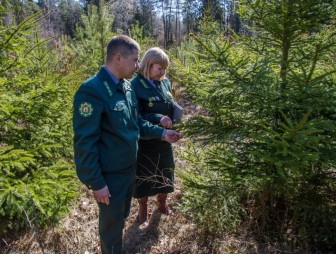 4,5 миллиона деревьев высадят на «Неделе леса-2019» в Гродненском регионе