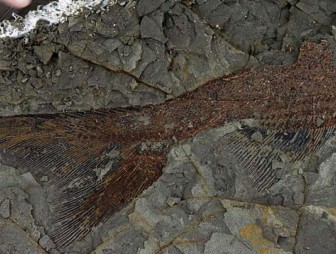 Ученые обнаружили захоронение доисторических существ, погибших вместе с динозаврами