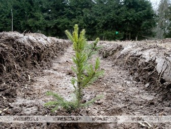 Около 20 млн деревьев планируется посадить во время Недели леса в Беларуси