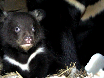В Гродненском зоопарке впервые родился малыш гималайского медведя